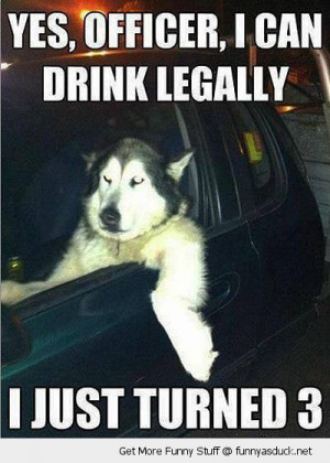 yes officer drink legally dog animal driving car funny pics pictures ...