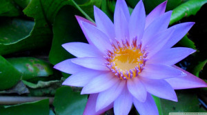 Cape Blue Water Lily Wallpaper 1920x1080 Cape, Blue, Water, Lily