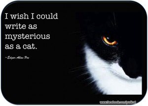 Cats...: Mystery Cat, Kitn Catoodl, Cat Quotes, Originals Pudicat, Cat ...