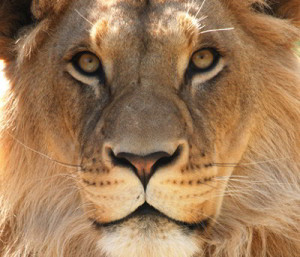 Brave Lion Quotes As fearless as a lion