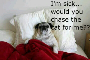 sick. Would you chase the cat for me?