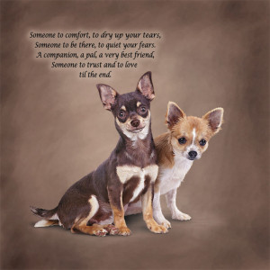 Chihuahua Poetic Portraits - Someone to Comfort
