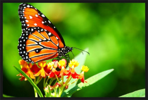 브라질에서 나비가 날개짓을 하면, 그것이 미국의 ...