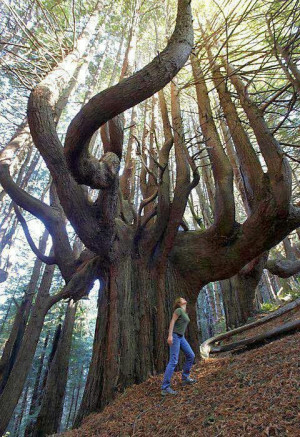 One of the Oldest Tree on Earth.....