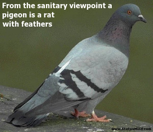 Quotes About Pigeons