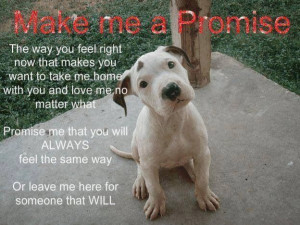 Be a responsible pet owner.