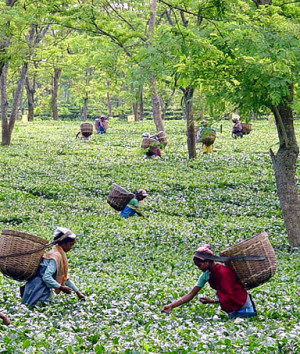 Indian tea plantation workers pick tea leaves in the Chinnamora Tea ...