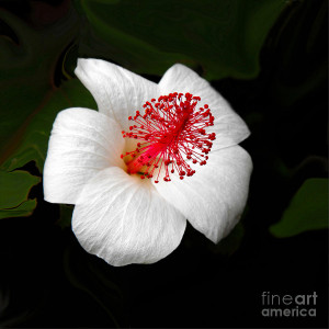 Hibiscus Flower Black White