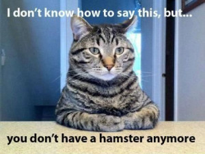 View All - Funny Animal Pictures With Captions - Very Funny Cats - ...