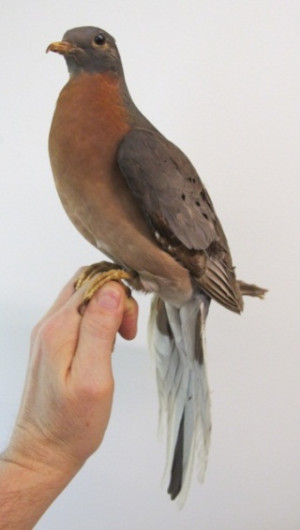Passenger Pigeon from the Royal BC Museum Collection; photo by G ...