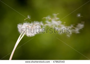 Dandelions Blowing In The Wind Background Dandelion blowing into wind ...