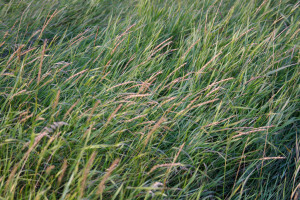 Saskatchwan prairie grass on the skyline at sunset.