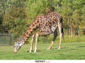 funny giraffe bending