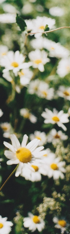 hipster trees happiness flowers mountains weheartit nostalgia daisies ...