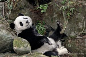 Panda Barcalounger. Giant panda relaxing on some rocks beside a river ...