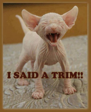 ... , Funny Pictures // Tags: Funny cat - I said trim // August, 2013
