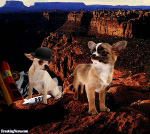 Funny Chihuahuas at the Grand Canyon