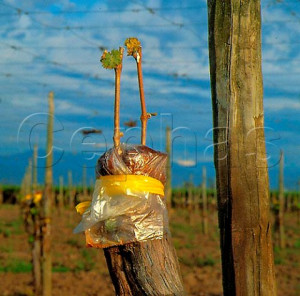Grafting Wine Grapes