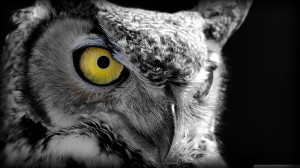 Grey Owl And Yellow