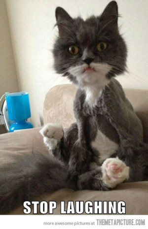 Funny photos funny cat haircut weird