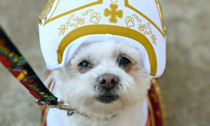POPE FRANCIS SAYS THAT ANIMALS WILL GO TO HEAVEN