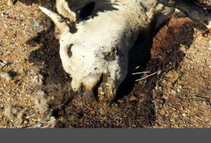 BLM-Bundy-Cattle-Slaughter.jpg