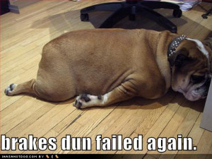 Funny-dog-pictures-brakes-fail-bulldog_medium