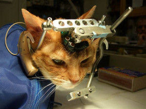 ... critical look at animal experimentation animal testing for
