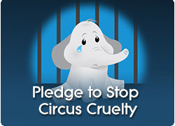 Edie Falco Reveals Why Animal Circuses Aren’t for Kids