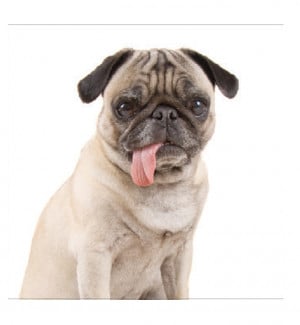 Pug Sticking Tongue Out