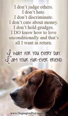 Pet Quotes and Sayings