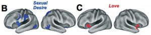 sexual+desire+insula+vs+love+insula.png