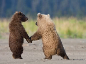 Funny grizzly bear cubs