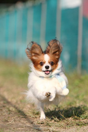 articles dogs dog proverbs and sayings