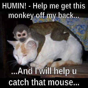 Monkey and Cat Meme
