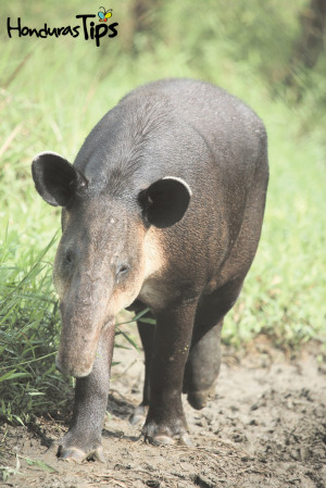 Animals From Honduras