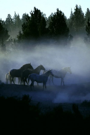 horses in the morning mist