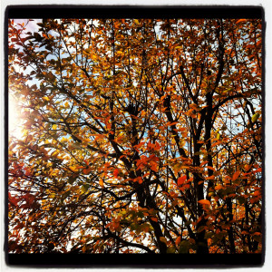 Tree Quotes Inspirational 14 quotes to inspire you