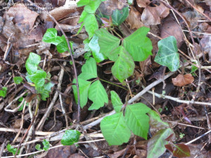 Poison Ivy Plant Reckoned With