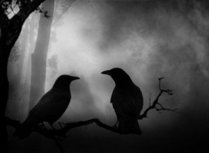 animals, beautiful, birds, black and white, crow, mysterious