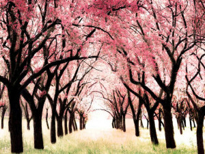 Cherry Blossom Orchard, Tree Art Nursery Print, Wonderland by Raceytay ...