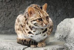 The History Of Bengal Cats