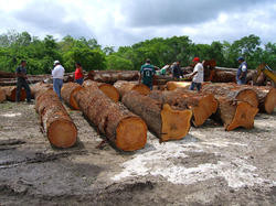 Tali, Teak, Iroko, Azobe Round Logs and Square Timber