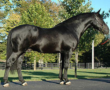 An unmarked, true black Irish Draught horse