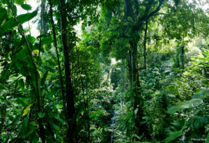 1600 1596 kb jpeg jungle hot jungle nature scene trees http www all hd ...