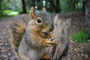 17 Awesome Squirrel Pictures