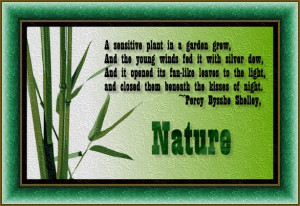 Senstive Plant In A Garden Grew Nature Quote