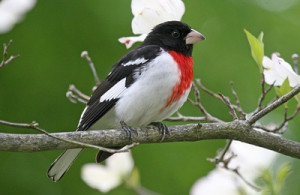 Rose-breasted Grosbeak: Have you seen this bird?
