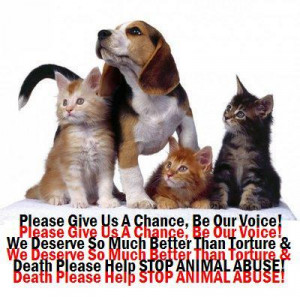 humans animals humans abused wrong against animal abuse