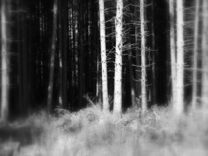 Black And White Photo Of A Forest
